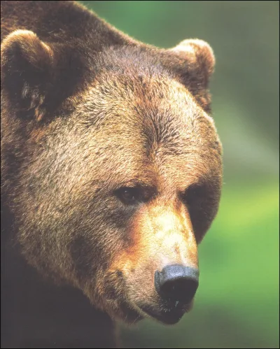 PREDSTAVITEV KNJIGE LIVING WITH BEARS - ŽIVETI Z MEDVEDI